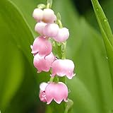 6Stücke Maiglöckchen Zwiebeln Kleine Form Blume Glockenform Schöne und elegante mehrjährige Erbstück Kräuterblume Zwiebel Patio im Garten Hof DIY