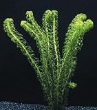 Kanadische Wasserpest/Elodea C