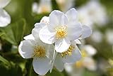 Duftender Bauernjasmin Philadelphus coronarius im Topf gewachsen ca. 60-100