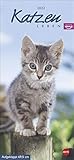 Whiskas Katzenleben - Planer 2022 - Multipicture-Tier-Kalender mit Katzengeschichten - mit Monatskalendarium & Platz für Notizen - 16 x 34,7 cm (geöffnet 16 x 69,5 cm)