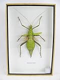 asiahouse24 Malayan Jungle Nymph (Heteropteyx Dilatata) - echtes riesiges und exotisches Insekt im 3D Schaukasten, Bilderrahmen aus Holz - gerahmt - Taxidermy