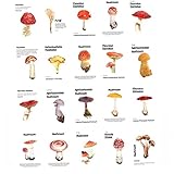 Onsinic 50 Stücke Segnose Karte Nette Pilz Leere Pflanze Klebrige Notizen Postkarte Geschenke Stationery DIY Dek