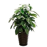 Albero Artificiale H80cm Künstliche Pflanzen mit Plastiktopf Topf Bonsai for Home Indoor Bürodekoration, Grün (Color : B)