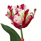Tulpenzwiebeln | Frühlingsblühende Tulpen | Staudenzwiebeln | Gartenpflanzen-Tulpenzwiebeln-NO.1,5Zwieb