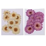 KONGZIR 20 PC-Mix Gepresste Getrocknete Blumen Pflanzen Herbarium for Telefon-Kasten-Dek