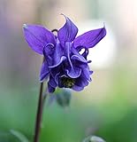 Akelei Dunkelblaue Riesen - Aquilegia vulg