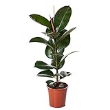 Gummibaum 30-40 cm Ficus elastica Robusta Zimmerp