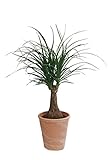 Dominik Blumen und Pflanzen, Elefantenfuß, Beaucarnea recurvata (Syn. Dracena nolina), 1 Pflanze, circa 30 cm, 10,5 cm Topf, 1 Pflanze und Dekotopf terracotta, Zimmerpflanzen, Kübelp