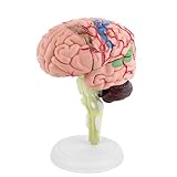 Gehirn Modell, Zerlegtes menschliches Gehirn Modell Strukturelle Anatomie Anatomisches Menschliches Regionales Hirnmodell Medizinische Lehre Lern-T