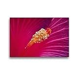 CALVENDO Premium Textil-Leinwand 45 x 30 cm Quer-Format Hibiscus rosa sinensis - Bayou Irene, Leinwanddruck von Martina C