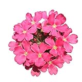 Charm4you winterhart Blumensamen,Fulu Testraum außerhalb Balkon Samen-Weißes Gänseblümchen 200pcs,Lange Blütezeit w