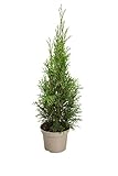 Lebensbaum, Thuja occ. 'Smaragd, 80-100 cm, im 5-l-Container (C5, Ø 23cm), Topfgew