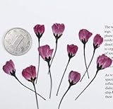 KONGZIR 10-12pcs, Natur Pressed Begonie Blume mit Stiel, Ewiger Kirschblüte for DIY Hochzeitseinladungen Foto- Bookmark Gift Cards (Color : 12pcs C with stem)