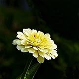 CHTING 300 Stück Bezaubernde Zinniensamen Haben Eine Lange Blütezeit Ein Symbol Der Freundschaft Ein Tolles Geschenk Für Freunde Für I