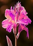 Magie dekorative Pflanze,Blumenrohr Pflanzen,Starker Indisches Blumenröhren-Rhizom-7 R