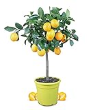 Meine Orangerie Meyer-Zitrone - echte Zitruspflanze - veredelter Zitronenbaum im 6 Liter Topf - Citrus Limon 'meyeri' - Meyer Lemon - Fruchtreife Zitronen Pflanze in G