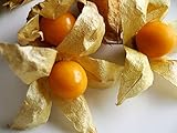 Ananasbeere - Physalis pruinosa 250 Premium-Samen -100%Natursamen - absolute R