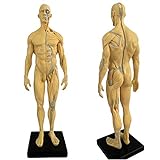 Menschliches anatomisches Modell - 11 Zoll männliche menschliche Anatomie Figur - Ecorche und Haut Schädel Kopf Körper Muskel Knochen H