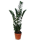 Exotenherz - Zamioculcas zamiifolia, Glücksfeder 17cm Top