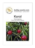 Koral Kirschpeperoni Chili- Peperonisamen Ultrascharf von Bobby-Seeds,