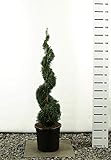 Formschnitt - Lebensbaum - Thuja occidentalis smaragd - POM POM - Gesamthöhe 125-150cm - Topf 20 Ltr. - Sp