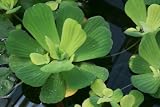 Mühlan Wasserpflanzen 3 Grosse Muschelblumen für den G