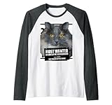 Most Wanted Cat Domestic Longhair Katzenspielzeug Rag