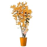 Orchidee von BAMBOO ORCHID – Bambus Orchidee in terrakotta Übertopf als Set – Höhe: 55 cm, 3 Triebe, orangene Blüten – Dendrobium nobile Fireb