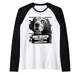 Best Wanted English Setter B - niedlicher englischer Setter Hund Rag