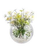 æ— 2 x hängende Wand-Aquarium-Fischglas-Wanddekoration für Betta-Aquarien, Fischblasen, Wandbehang für Aquarien, transp