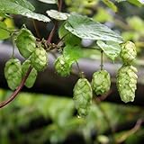 Hopfen - Humulus lupulus - starkwachsende Kletterp