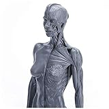 Studienmodell weibliche Anatomie Figur - 11 Zoll / 28,5 cm menschliches Muskelskelett - Malerei Skulptur anatomische Referenz für Künstler, für den S
