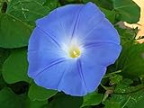 FStening 500 Stück Morning Glory Samen Frischer Geruch Edle Elegante Farbe Schaffen Sie Eine Schöne Umgebung Für Den Gartenhof Innen Außenbepflanzung