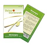 Zitronengras Samen - Cympogon citarus - Zitronengrassamen - Kräutersamen - Saatgut für 100