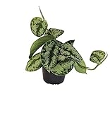 Efeutute, Scindapsus, (Epipremnum aureum) Sorte: Trebie, geflecktes grün-silbriges Blattwerk, rankend, Ampelpflanze, luftreinigend (1)