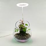 Generic PlantMyTank Wabi Kusa Set „Trulla“, Tischdekoration, Aquarienpflanzen, Moosball, Glas, Wasserpflanzen über Wasser, Wabi Kusa Set, Florarium, Lamp