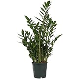 Zamioculcas Zamiifolia - Zz-Pflanze/Glücksfeder - Exotische Zimmerpflanze im Kulturtopf - Höhe +/- 60cm inklusive Topf - 19cm Durchmesser (Topf) - Lufreinig