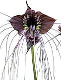Schwarze Fledermausblume'Black-Bat-Flower' - Tacca chantrieri *10 Samen* Teufelsblume