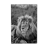 artboxONE Metall-Poster 20x30 cm Tiere Löwen Männchen Portrait 8080' von Künstler THULA Photography