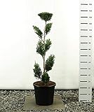 Cupressocyparis leylandii Pon Pon - Lelyland Zypresse - Formschnitt - Formgehölz - Multiplateau - Größenauswahl (125-150cm - 20 Ltr Topf - Sp.2001)