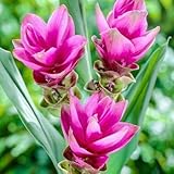 Genipap 100 Stück Curcuma Alismatifolia B