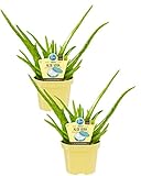 Bio Aloe Vera Sweet, (Aloe vera barbadensis Miller), Kräuter Pflanzen aus nachhaltigem Anbau (2 Pflanzen, je im 12cm Topf)