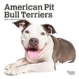 American Pit Bull Terriers 2021 C