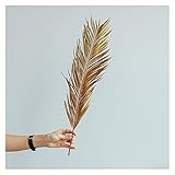 miaomiao Fruticose Dracaena-Blatt, natürliche getrocknete Pflanze Sago Cycas-Zweig, trockene Palm-Lüfterblätter, Party-Hochzeitstag-Tischdekoration Service (Color : 1pc, Size : 1pc 50-60cm)