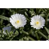 Mittagsblume Wheels of Wonder® 'White Wonder' - Delosperma 'White Wonder', weiße Blüte, im Topf 12 cm - 12
