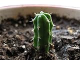 Trichocereus Peruvianus 50 Samen - San Pedro Kakteen Kaktus (Mit Anzuchtanleitung)