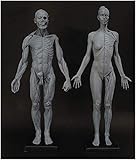 Weibliche Und Männliche Anatomie Abbildung - Anatomisches Modell Des Menschlichen Bewegungsapparates Modell Des Menschlichen Anatomischen Muskelknochens Anatomisches Malmodell Des Menschlichen Sk