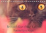 Britisch Kurzhaar Katzen - Poesie fürs Auge (Tischkalender 2022 DIN A5 quer) [Calendar] Bürger Wabi-Sabi Tierfotografie, Janina [Calendar] Bürger Wabi-Sabi Tierfotografie, J