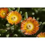 Mittagsblume 'Wheels of Wonder'® Orange Wonder - Delosperma 'Orange Wonder', im Topf 12 cm, winterhart - 12