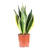 Bogenhanf - Sansevieria trifasciata Laurentii - Höhe ca. 45 cm, Topf-Ø 14